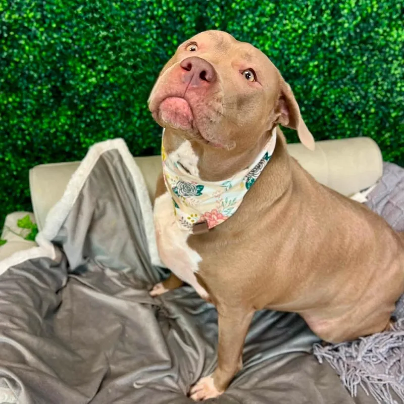 An adult medium-sized female Yellow / Tan / Blond / Fawn Pit Bull Terrier dog named Ava for adoption in East Saint Louis, IL