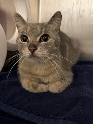 An adult medium-sized female Domestic Short Hair cat named Gretchen for adoption in Cincinnati, OH