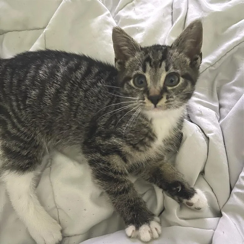 A baby small-sized male Brown / Chocolate Domestic Short Hair cat named Wiggles for adoption in Newport News, VA