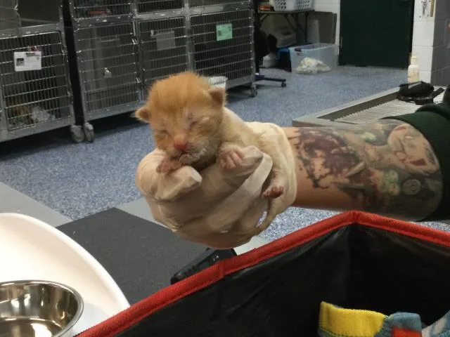 A baby small-sized male Domestic Short Hair cat named Fawkes for adoption in Thousand Palms, CA