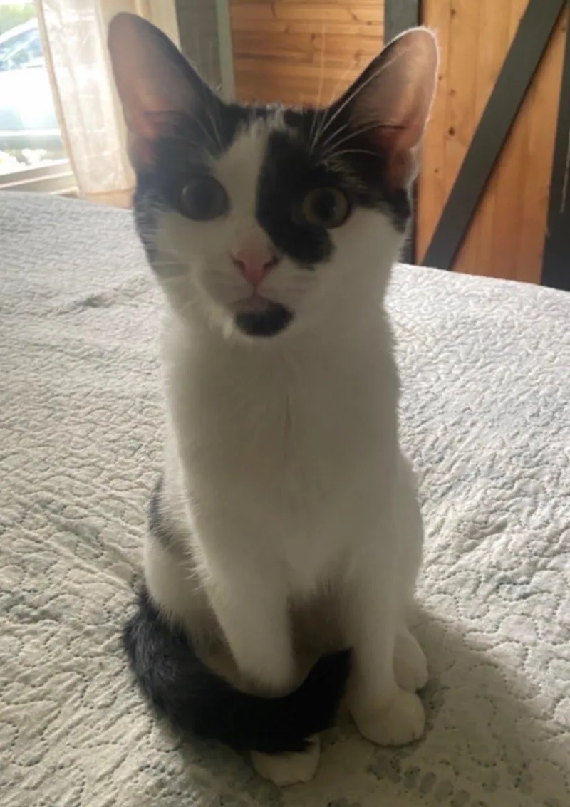 A young small-sized female Black & White / Tuxedo Domestic Short Hair cat named Maeve for adoption in LITTLE MOUNTAIN, SC