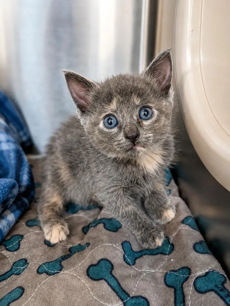 A baby medium-sized female Domestic Short Hair cat named Jemma for adoption in Seven Points, TX