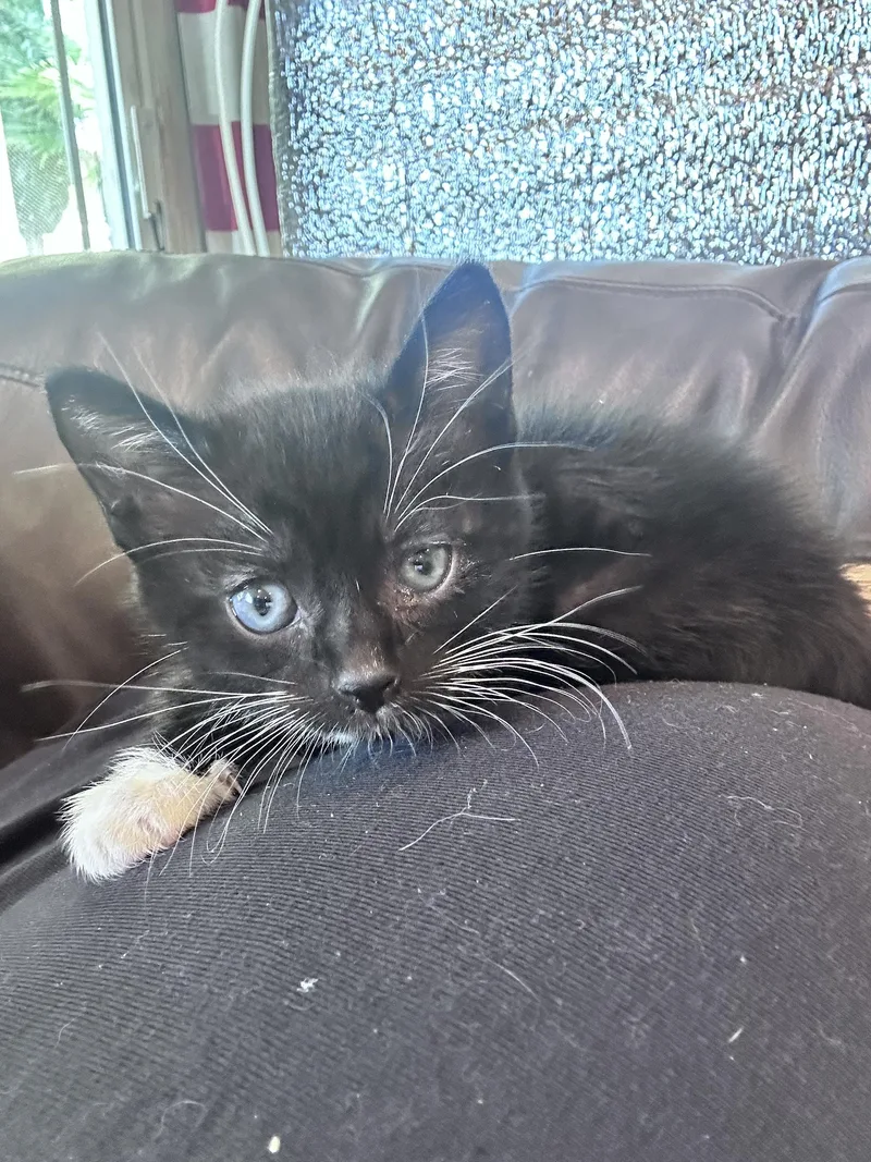 A baby small-sized male Domestic Short Hair cat named Sirius Black for adoption in Long Beach, CA