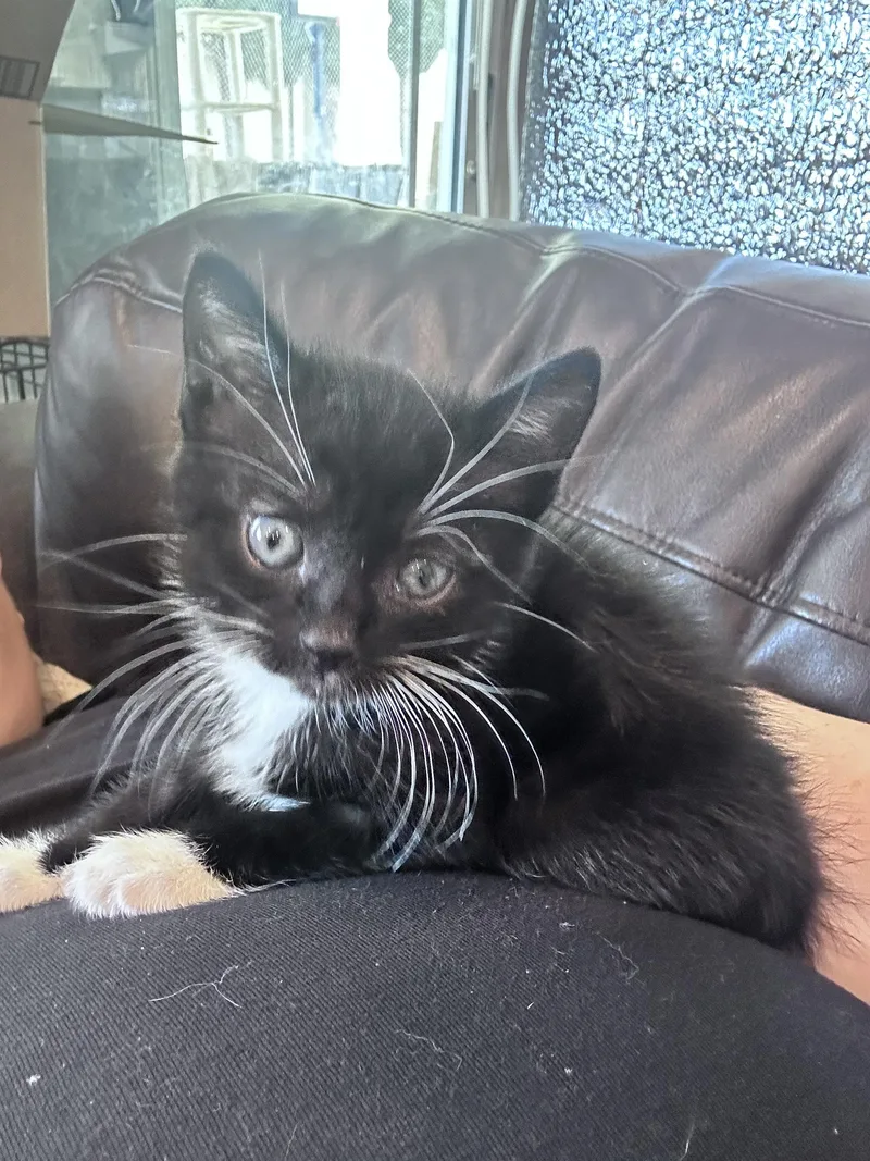 Sirius Black thumbnail 2
