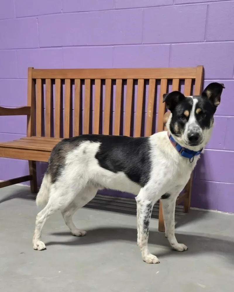 A young medium-sized male Border Collie dog named Fergus for adoption in North Prairie, WI