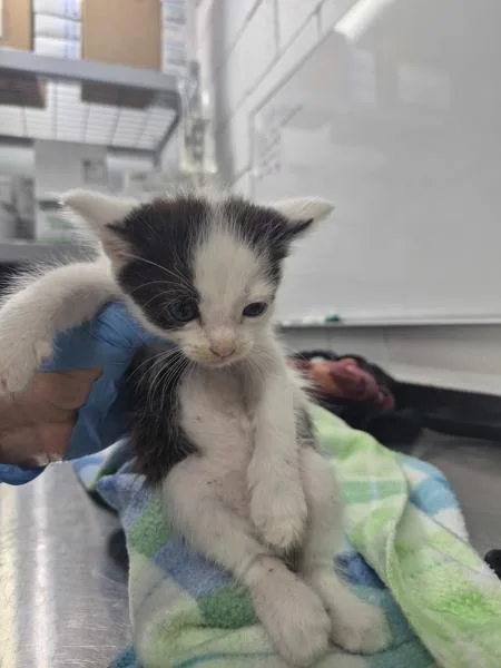 A baby small-sized male Domestic Short Hair cat named Cobweb for adoption in Morristown, TN