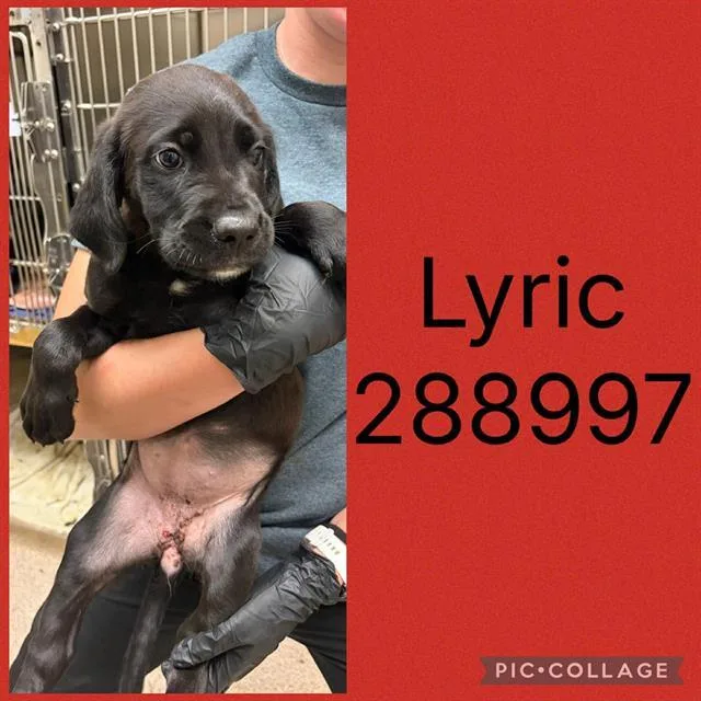 A baby small-sized female Mixed Breed dog named Lyric for adoption in Macon, GA