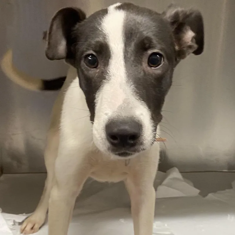 A baby medium-sized female Pointer dog named SCR Harper for adoption in Port Washington, NY
