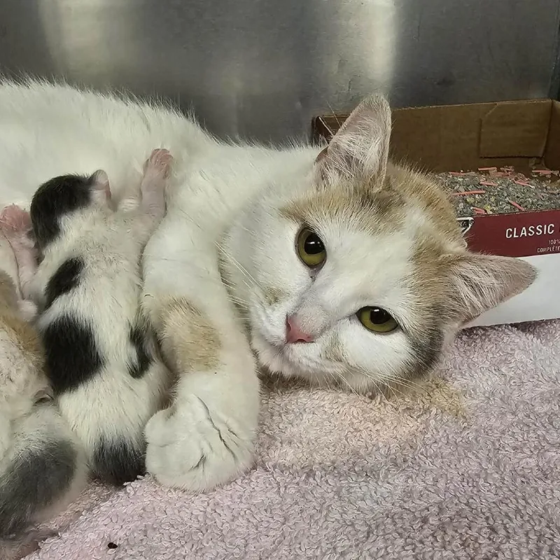 An adult medium-sized female Calico Domestic Short Hair cat named Ophelia for adoption in Martinsville, VA