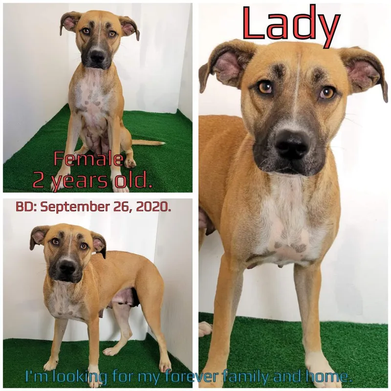 An adult medium-sized female Mixed Breed dog named Lady for adoption in Boaz, AL