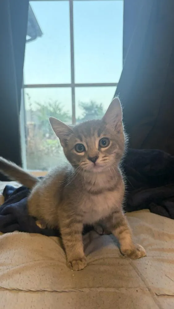 A baby small-sized female Domestic Short Hair cat named Stormy for adoption in Dallas, TX