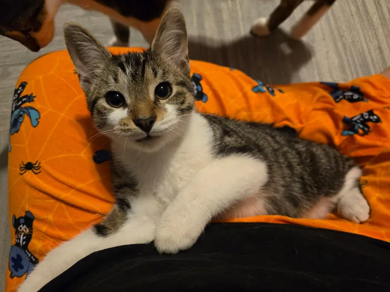 A baby small-sized male Tabby (Brown / Chocolate) Domestic Short Hair cat named North for adoption in Highland, IN