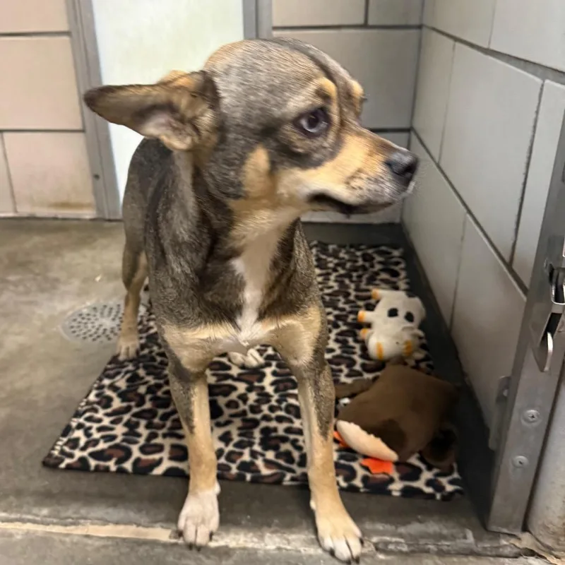 An adult small-sized female Brown / Chocolate Miniature Pinscher dog named Hillary for adoption in Waynesburg, PA