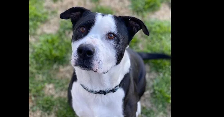 An adult large-sized male Pit Bull Terrier dog named Toby for adoption in Dallas, TX