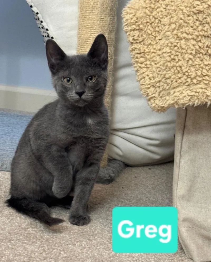 A baby small-sized male Gray / Blue / Silver Domestic Short Hair cat named Greg for adoption in Brighton, MI