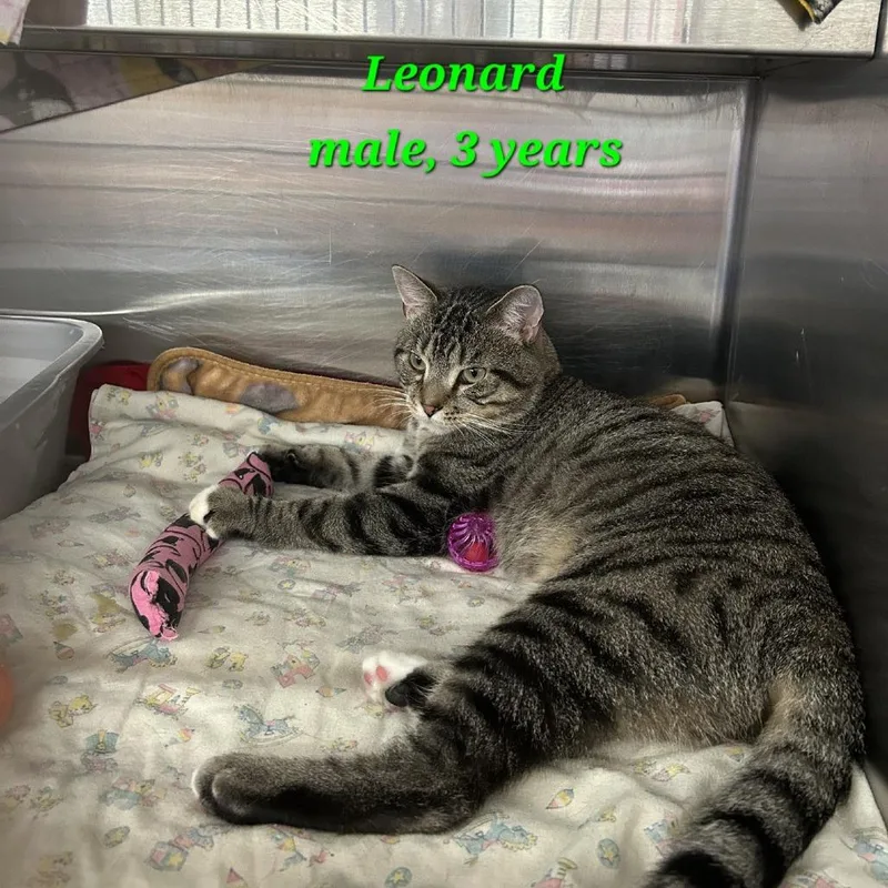 An adult medium-sized male Brown / Chocolate Domestic Short Hair cat named Leonard for adoption in Hamburg, NY