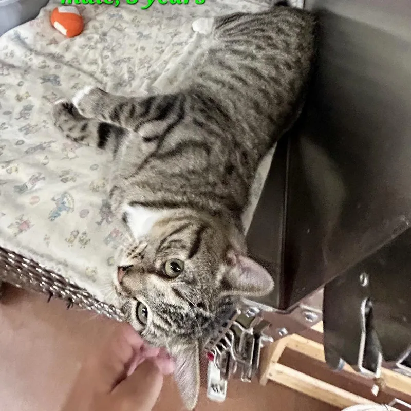 Leonard thumbnail 2