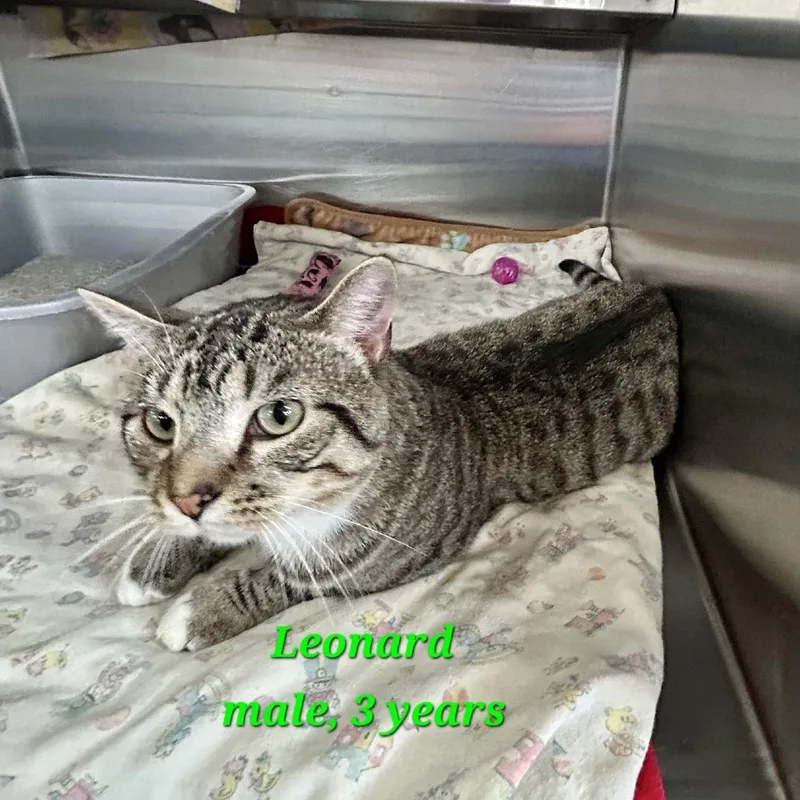 Leonard thumbnail 3