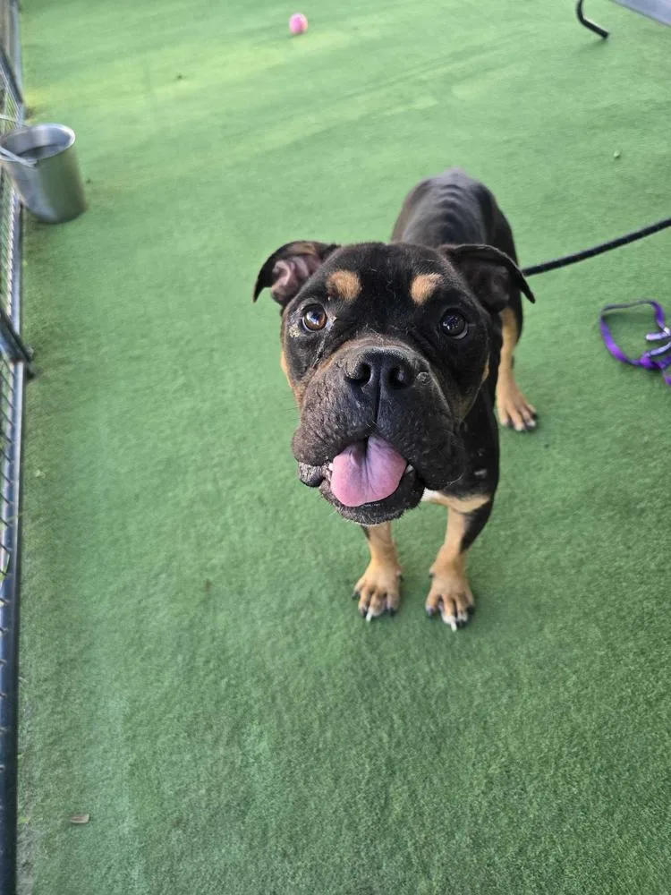 An adult medium-sized male American Bulldog dog named Dr. Seuss for adoption in Lakeland, FL