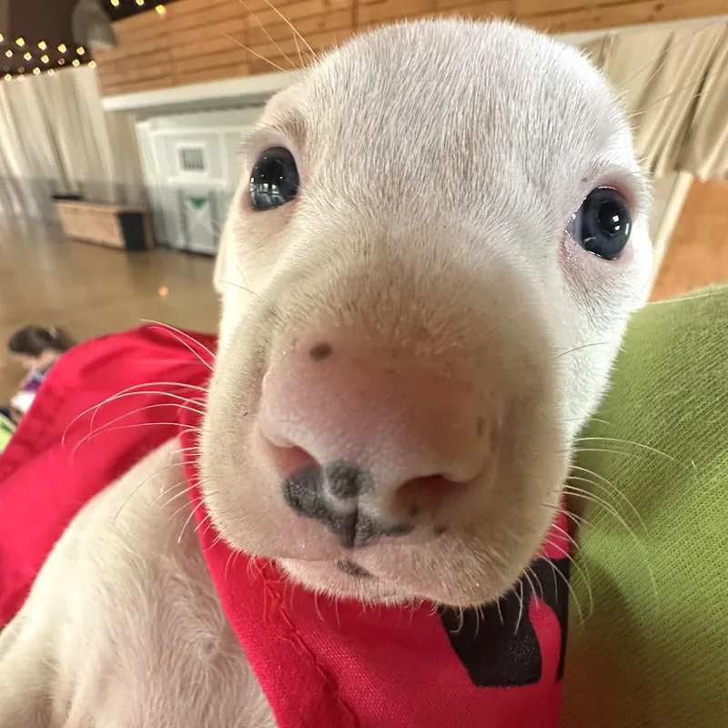 A baby small-sized female White / Cream Pit Bull Terrier dog named Colombia for adoption in Tampa, FL
