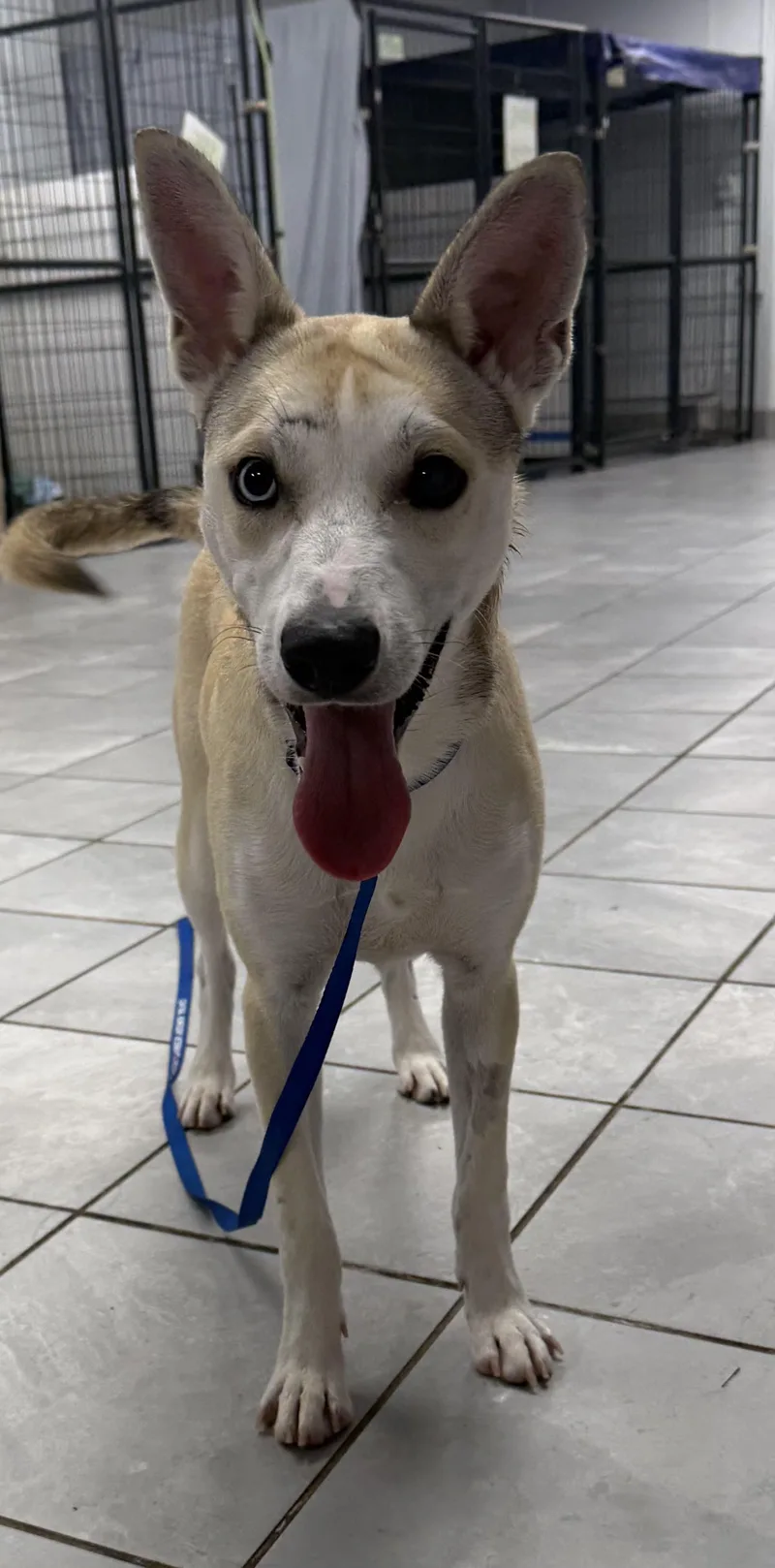 A young small-sized male Apricot / Beige Labrador Retriever dog named Benny for adoption in Lexington, KY
