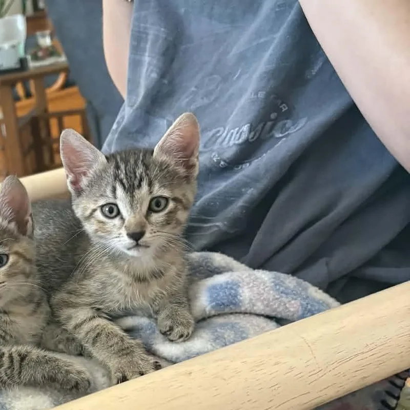 A baby medium-sized female Tabby (Gray / Blue / Silver) Domestic Short Hair cat named Sassy for adoption in Aberdeen, NC