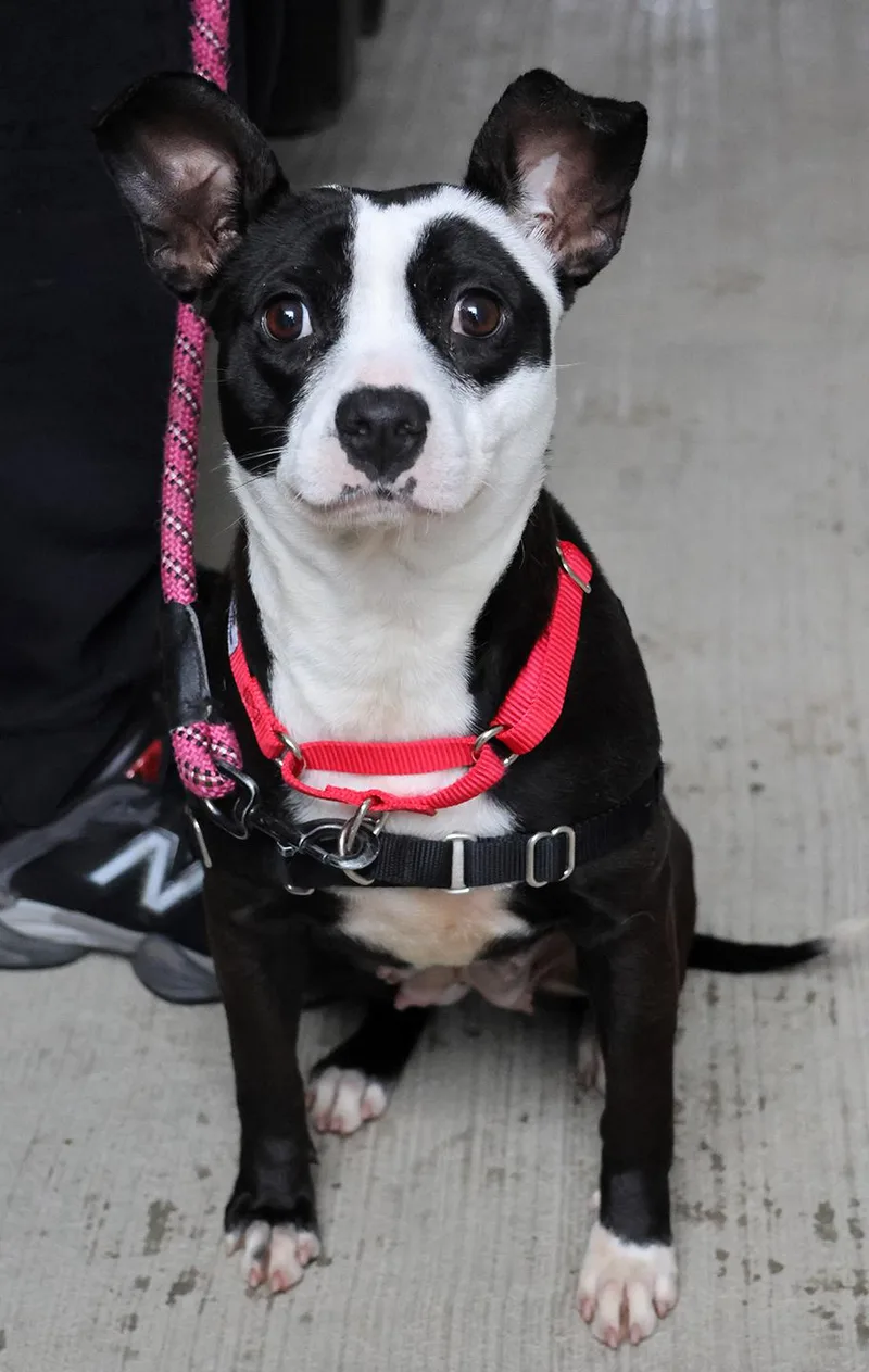 A young medium-sized female Black Boston Terrier dog named Whitney for adoption in Harrison, NY
