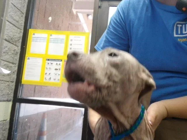 A baby small-sized male Pit Bull Terrier dog named Curly for adoption in Tulsa, OK