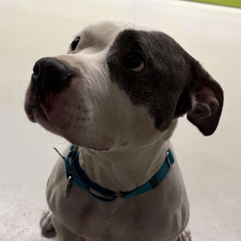 An adult medium-sized female White / Cream Staffordshire Bull Terrier dog named Swish for adoption in Southold, NY