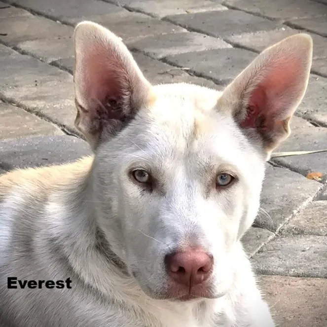Everest