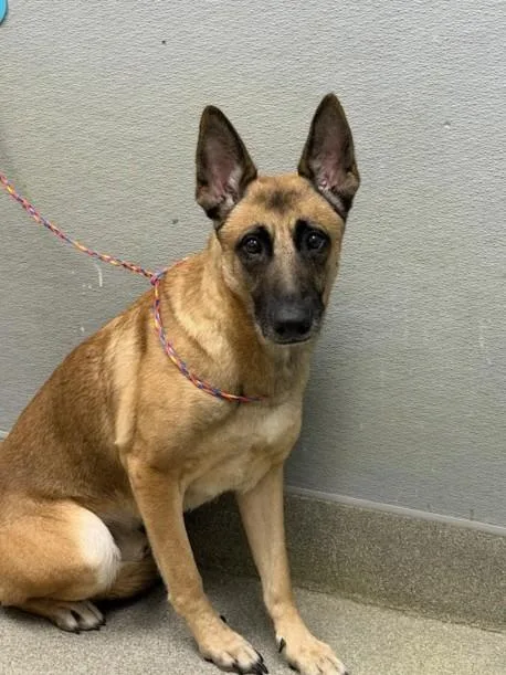 An adult medium-sized male Belgian Shepherd / Malinois dog named Jungle Vine for adoption in Las Vegas, NV