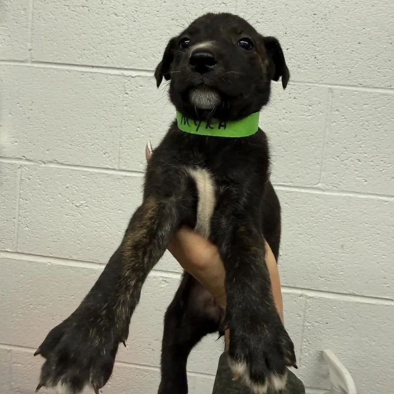 A baby small-sized female Brindle Dutch Shepherd dog named Myra for adoption in Evensville, TN