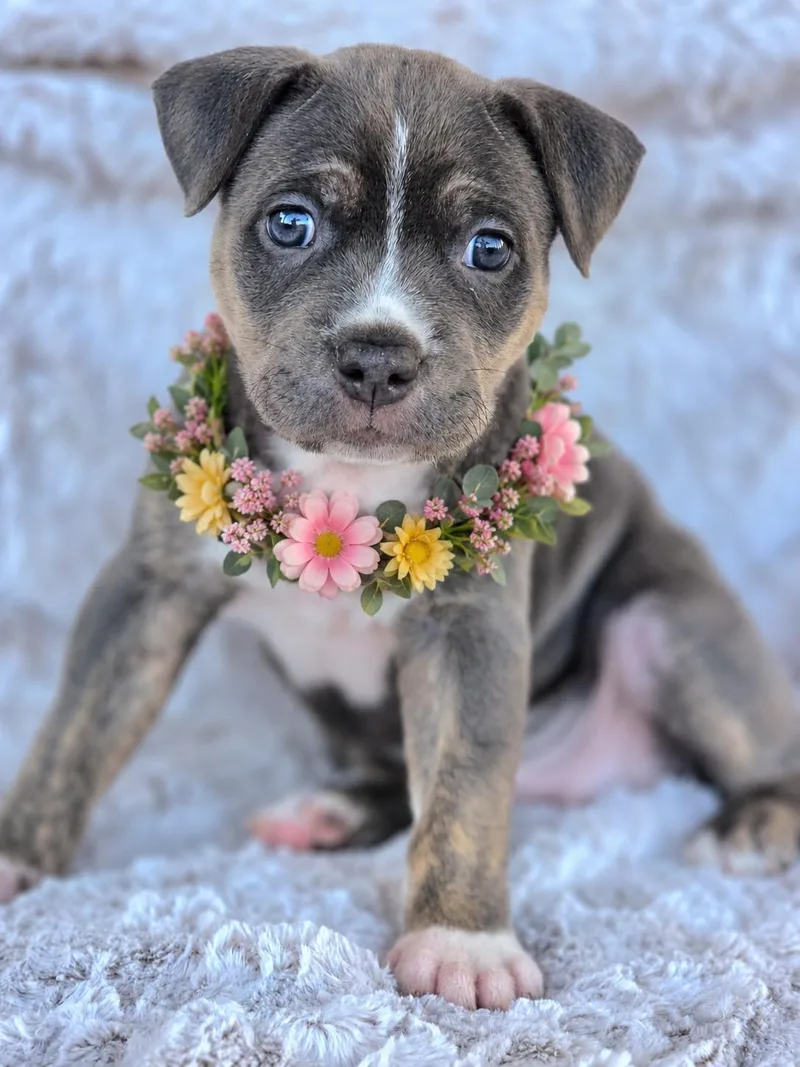 A baby medium-sized female Gray / Blue / Silver American Staffordshire Terrier dog named Jinx for adoption in Corona Del Mar, CA