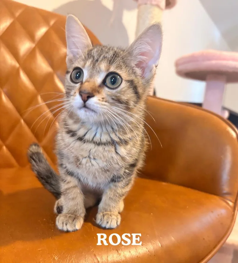 A baby small-sized female Brown / Chocolate Domestic Medium Hair cat named Rose for adoption in Mooresville, NC
