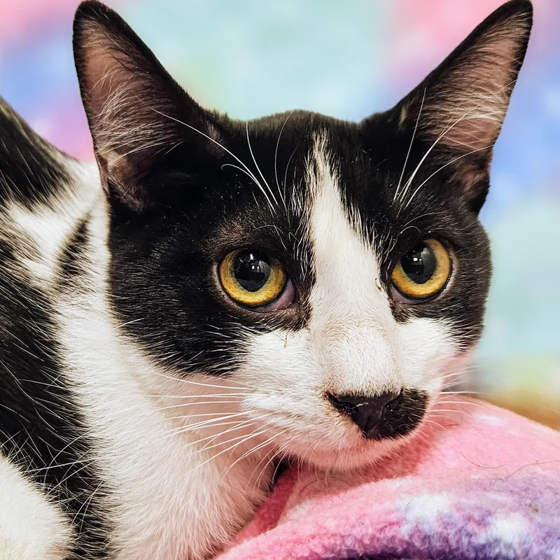 An adult small-sized male Black & White / Tuxedo Domestic Short Hair cat named Tucker Rancho Cucamonga for adoption in Yorba Linda, CA
