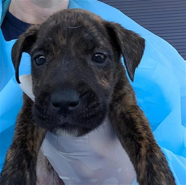 Zita URGENT
