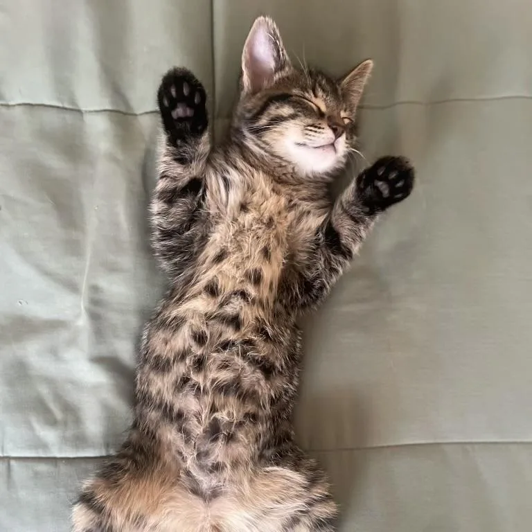 A baby small-sized male Tabby (Buff / Tan / Fawn) Domestic Short Hair cat named Cheshire for adoption in Bentonville, AR