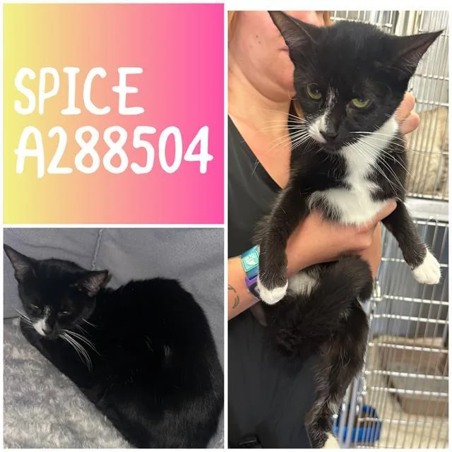 A young small-sized female Domestic Short Hair cat named Spice for adoption in Macon, GA