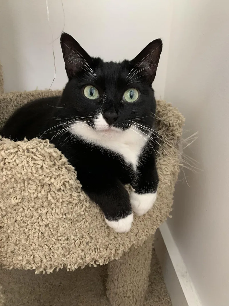 Pugsley Addams thumbnail 2