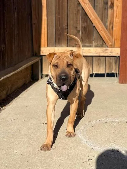 A baby large-sized female Shar-Pei dog named Rhea for adoption in Visalia, CA