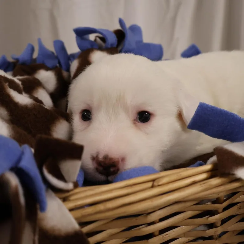 A baby medium-sized male White / Cream Mixed Breed dog named Romo for adoption in Saint Charles, MO