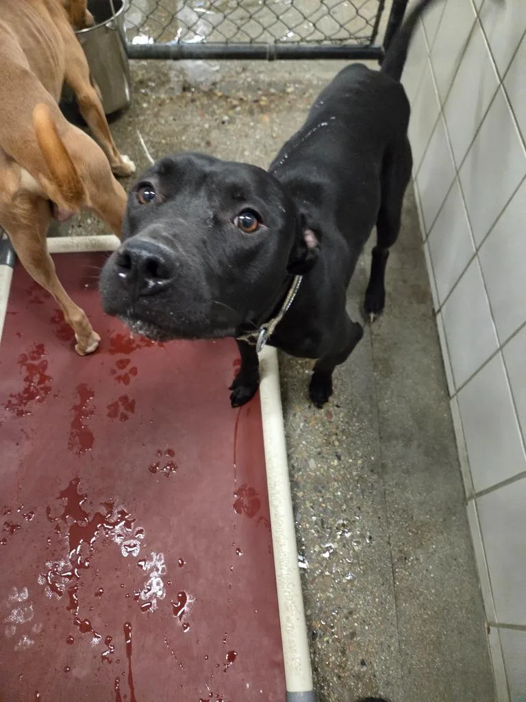 A young medium-sized male Pit Bull Terrier dog named Nuke for adoption in Rock Springs, WY