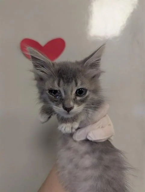 A baby small-sized female Domestic Short Hair cat named Mystery for adoption in Ontario, CA