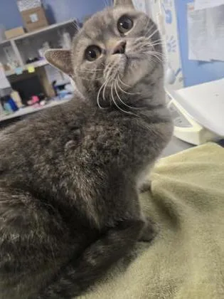 An adult small-sized male British Shorthair cat named Smokey for adoption in Roseville, CA