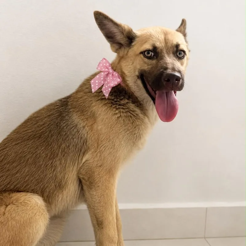 A young medium-sized female Belgian Shepherd / Malinois dog named Lulu for adoption in Brownsville, TX