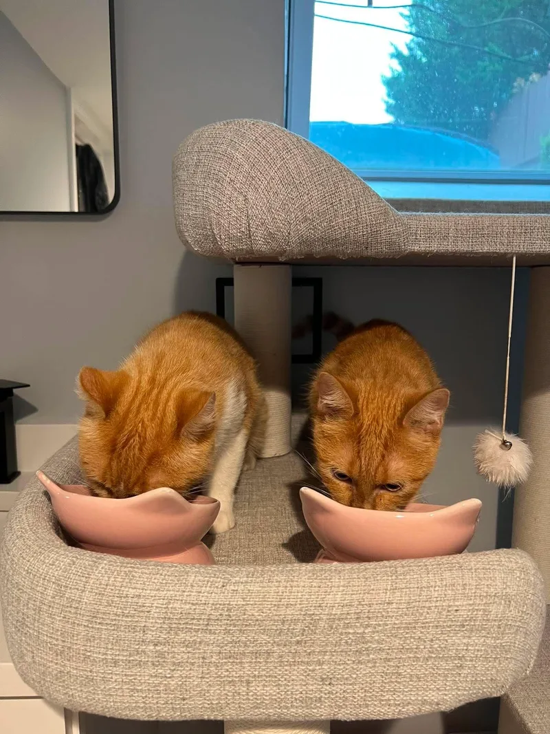 An adult medium-sized female Tabby (Orange / Red) Domestic Short Hair cat named Trofie for adoption in Chicago, IL