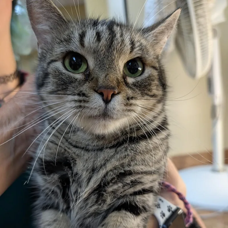 An adult small-sized female Brown / Chocolate Domestic Short Hair cat named Daphne for adoption in New York, NY