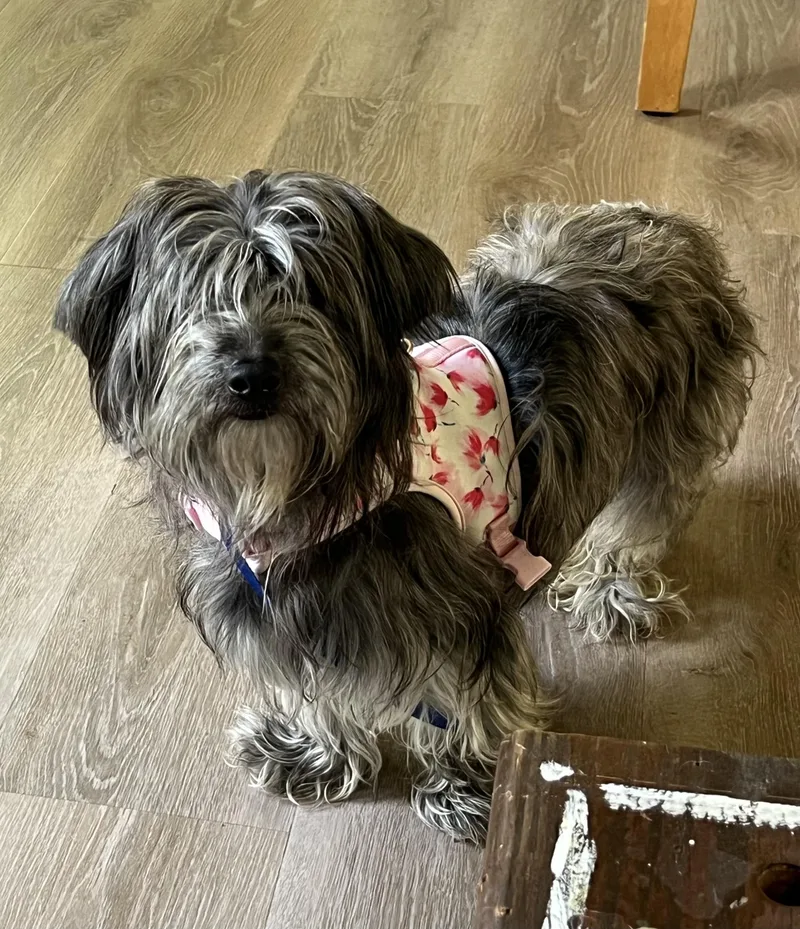 A young small-sized female Gray / Blue / Silver Miniature Schnauzer dog named Violet for adoption in Marietta, GA
