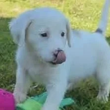 A baby medium-sized female White / Cream Mixed Breed dog named Cara for adoption in East Flat Rock, NC