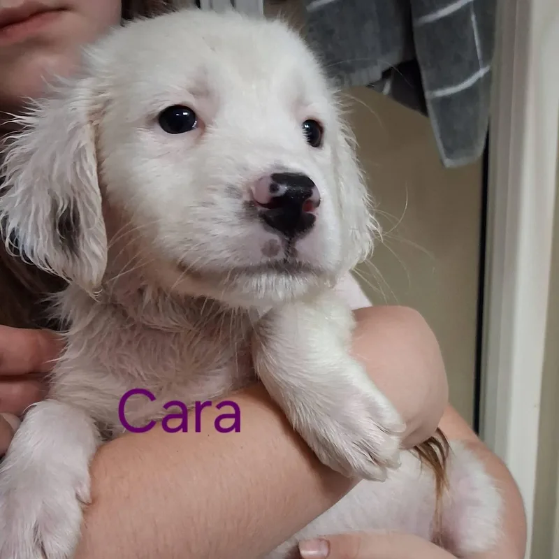 Cara thumbnail 2